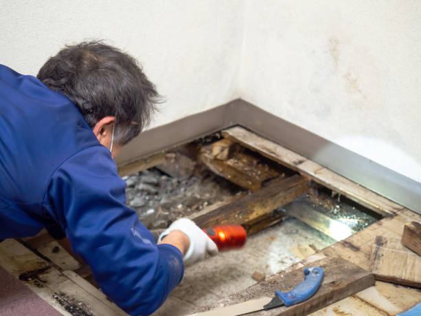 Best Health and Safety Mold Remediation in Savoy, IL