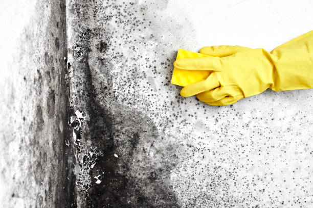 Best Insurance-Related Mold Remediation in Savoy, IL