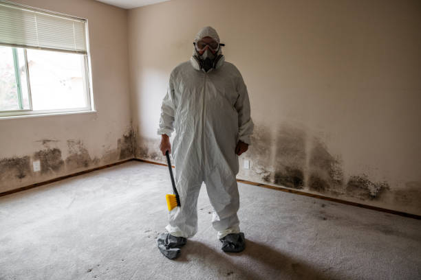 Best Post-Flood Mold Remediation in Savoy, IL